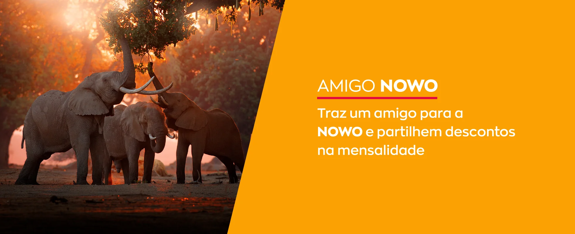 amigo-nowo